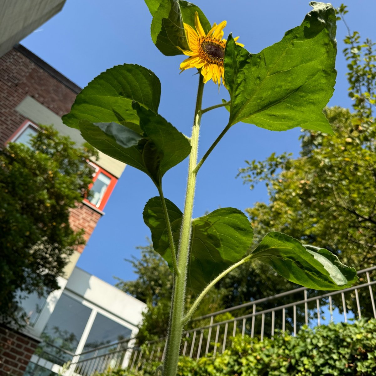 Sonnenblume am Hospiz