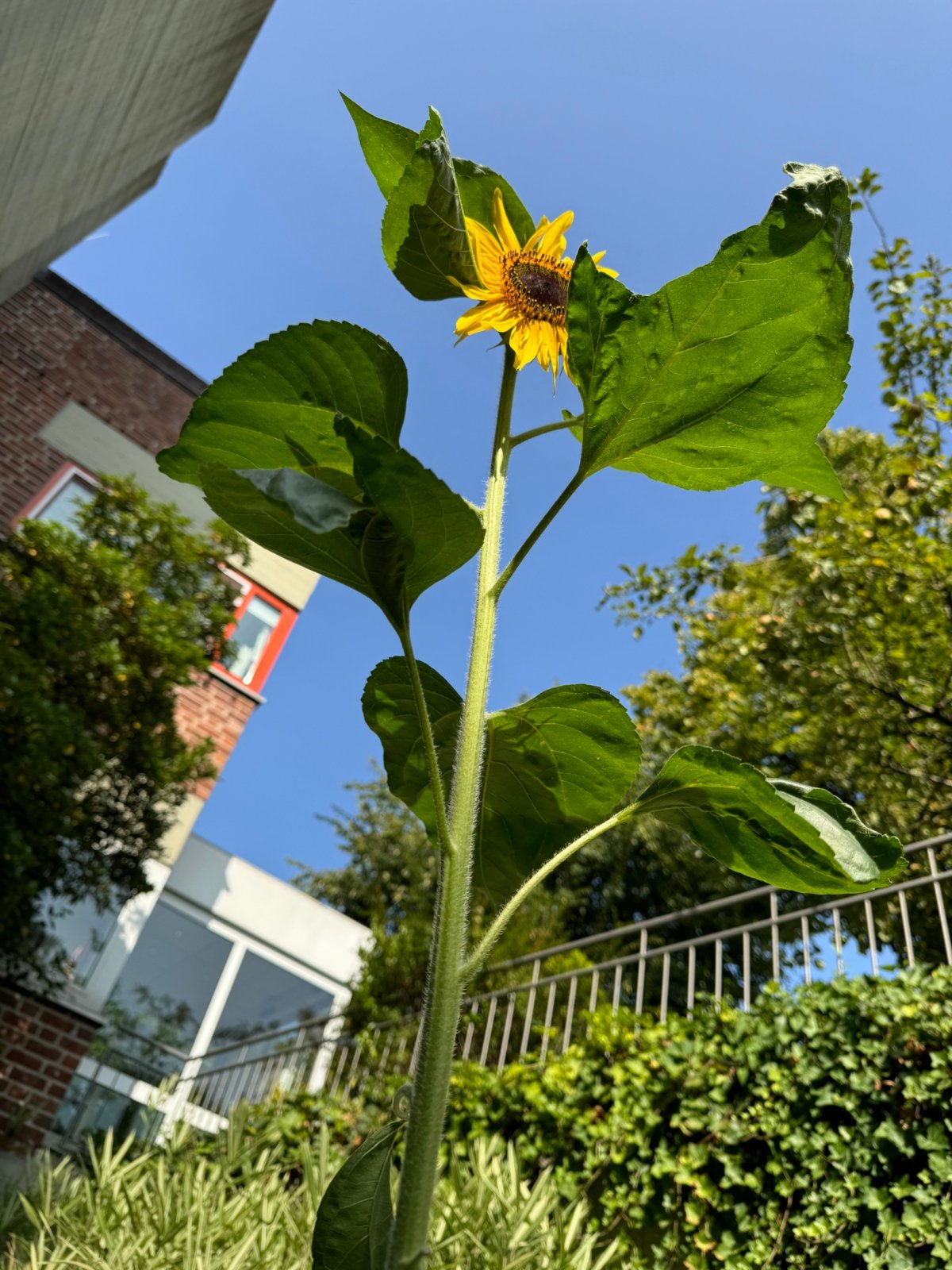 Sonnenblume am Hospiz